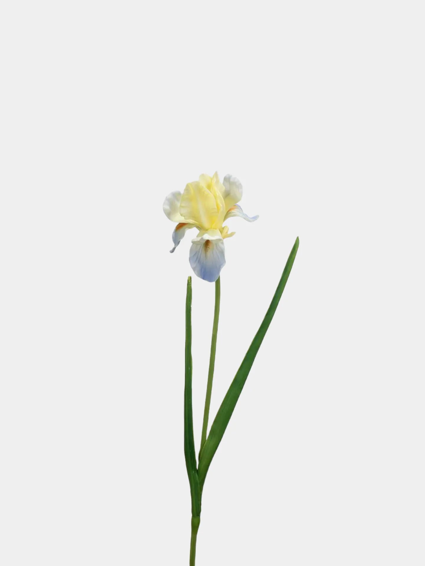 人工ひげアヤメの花