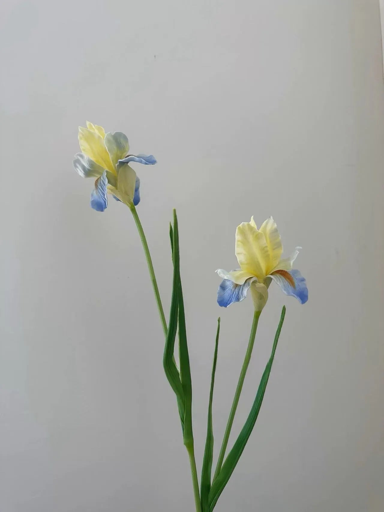 人工ひげアヤメの花