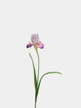 人工ひげアヤメの花