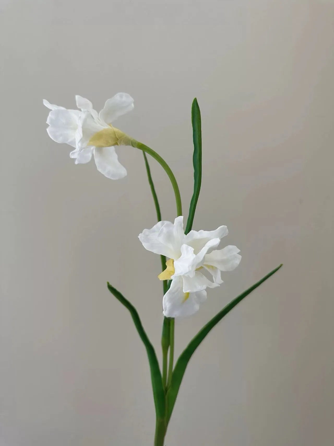 人工ひげアヤメの花