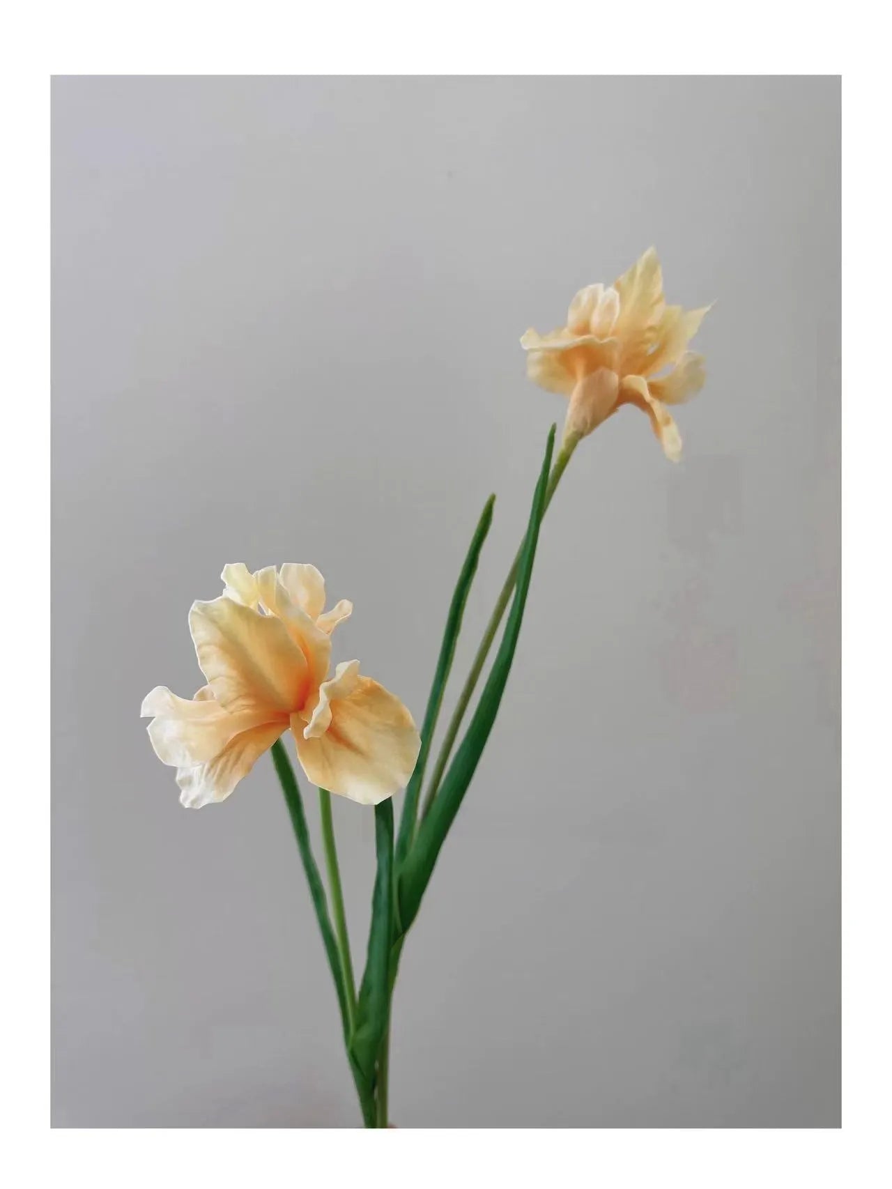 人工ひげアヤメの花