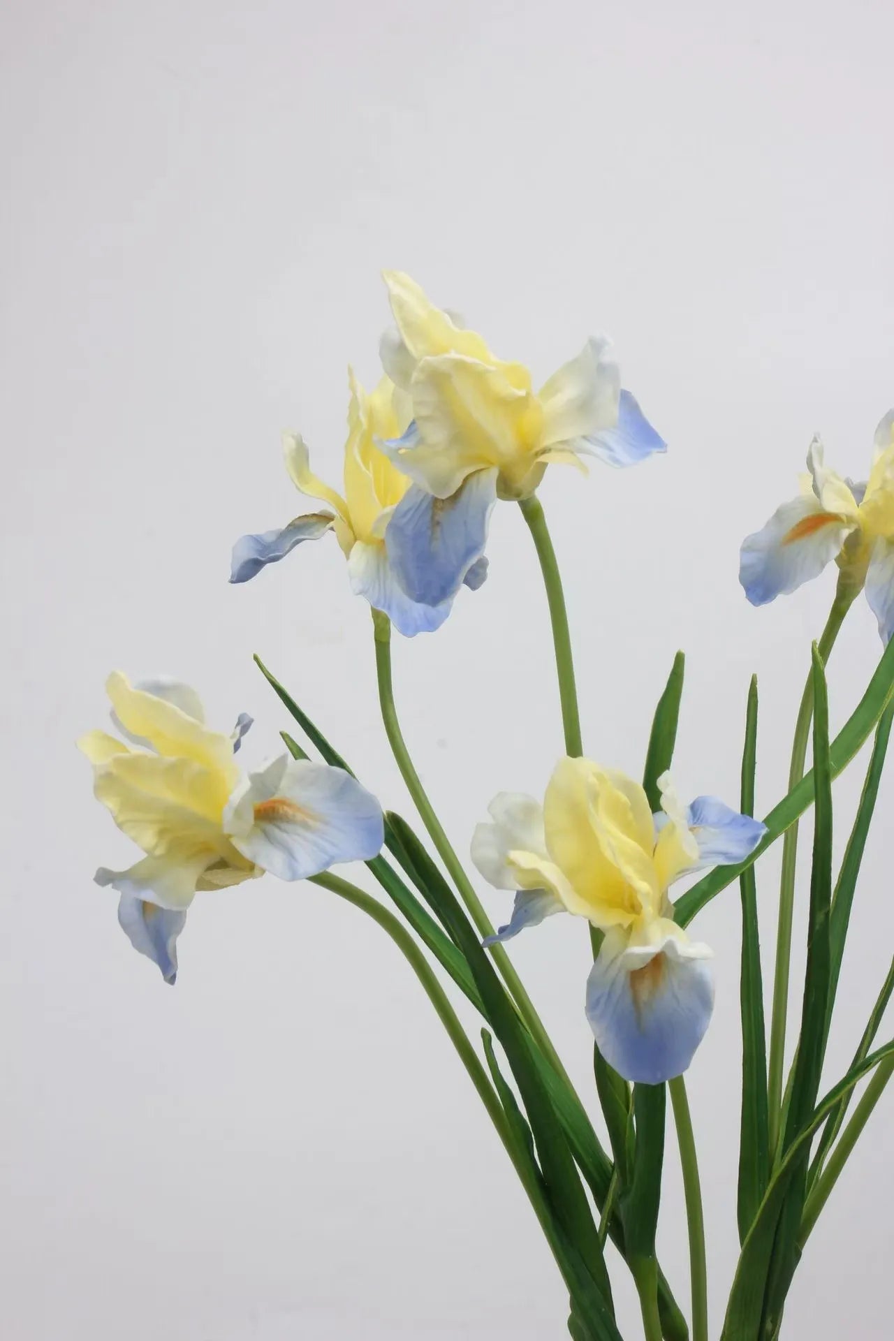 人工ひげアヤメの花