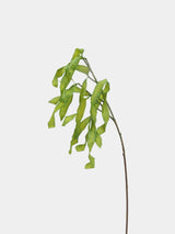 フェイクアカシアシードポッドステム