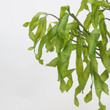 フェイクアカシアシードポッドステム