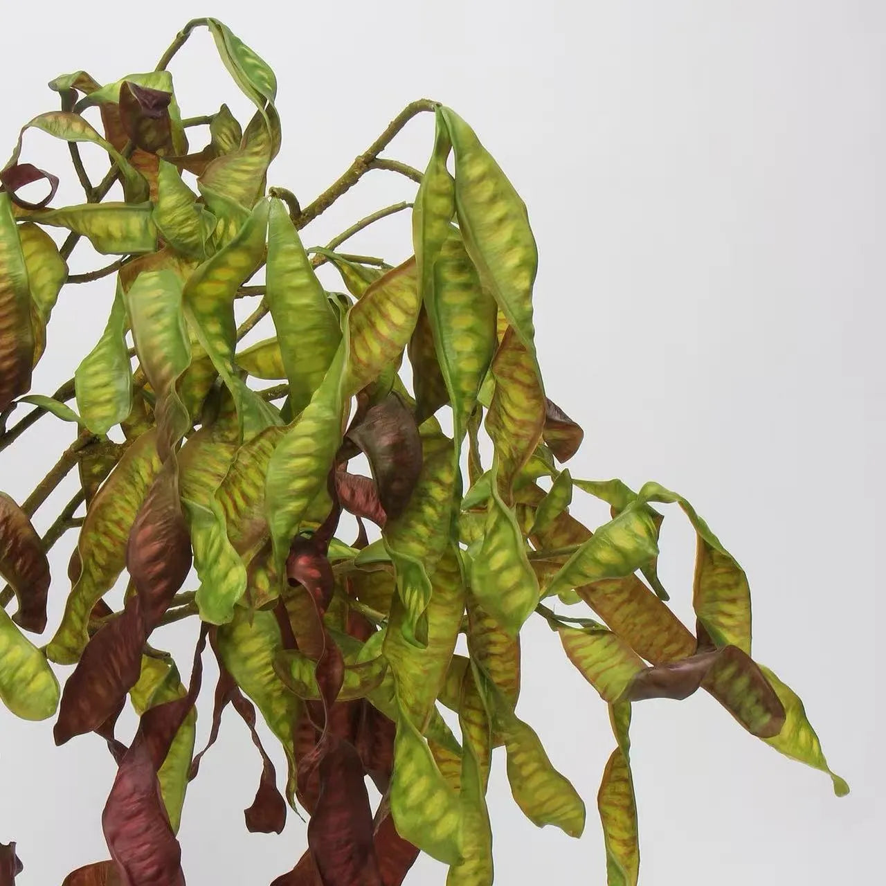 フェイクアカシアシードポッドステム