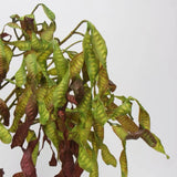 フェイクアカシアシードポッドステム