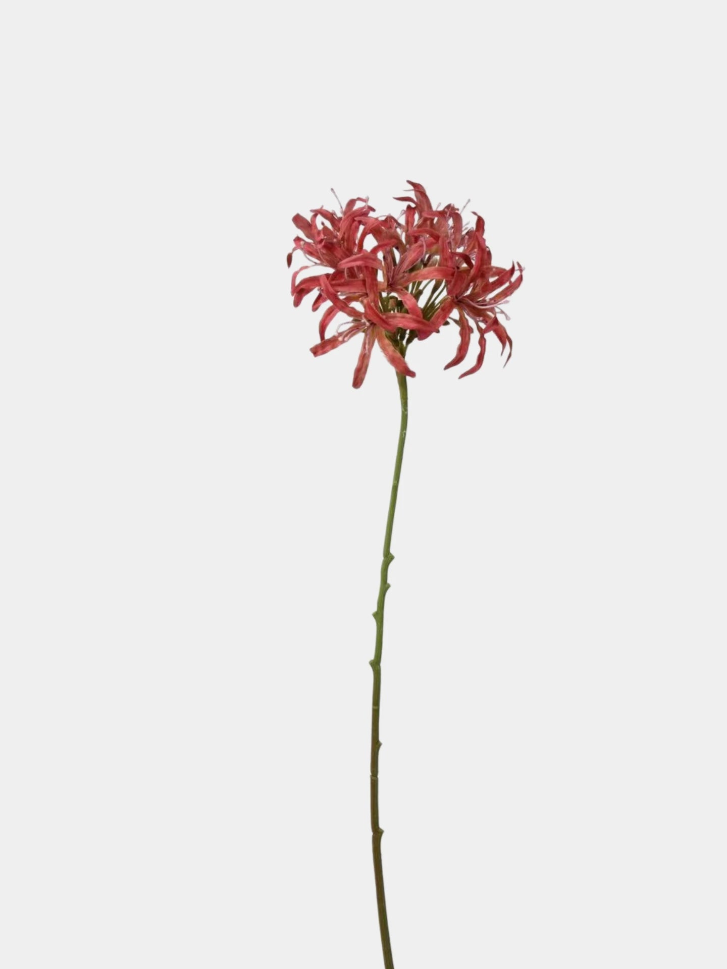 Faux Agapanthus Stem – 31"