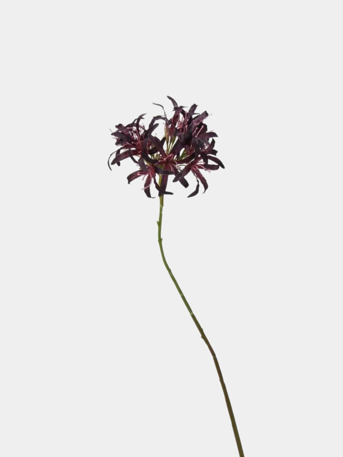 Faux Agapanthus Stem – 31"