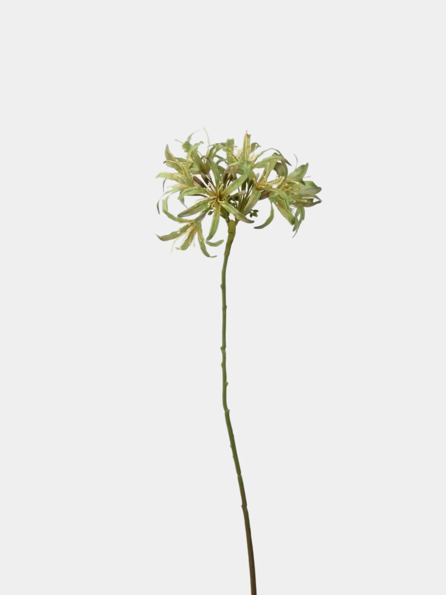 Faux Agapanthus Stem – 31"