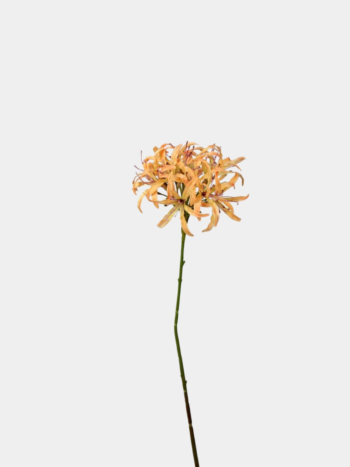 Faux Agapanthus Stem – 31"
