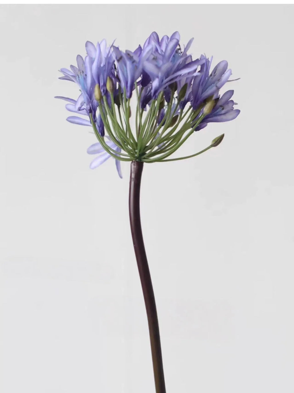 Faux Agapanthus Stem in Vliolet/White