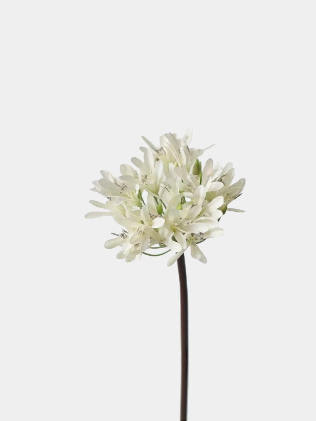 Faux Agapanthus Stem in Vliolet/White