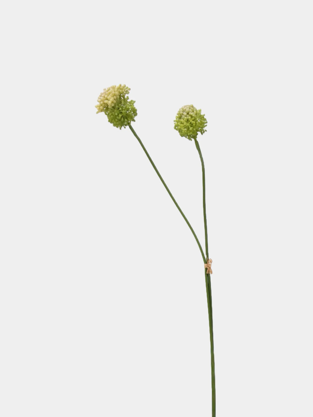 Faux Small Allium Bulbs – Green 27.7"