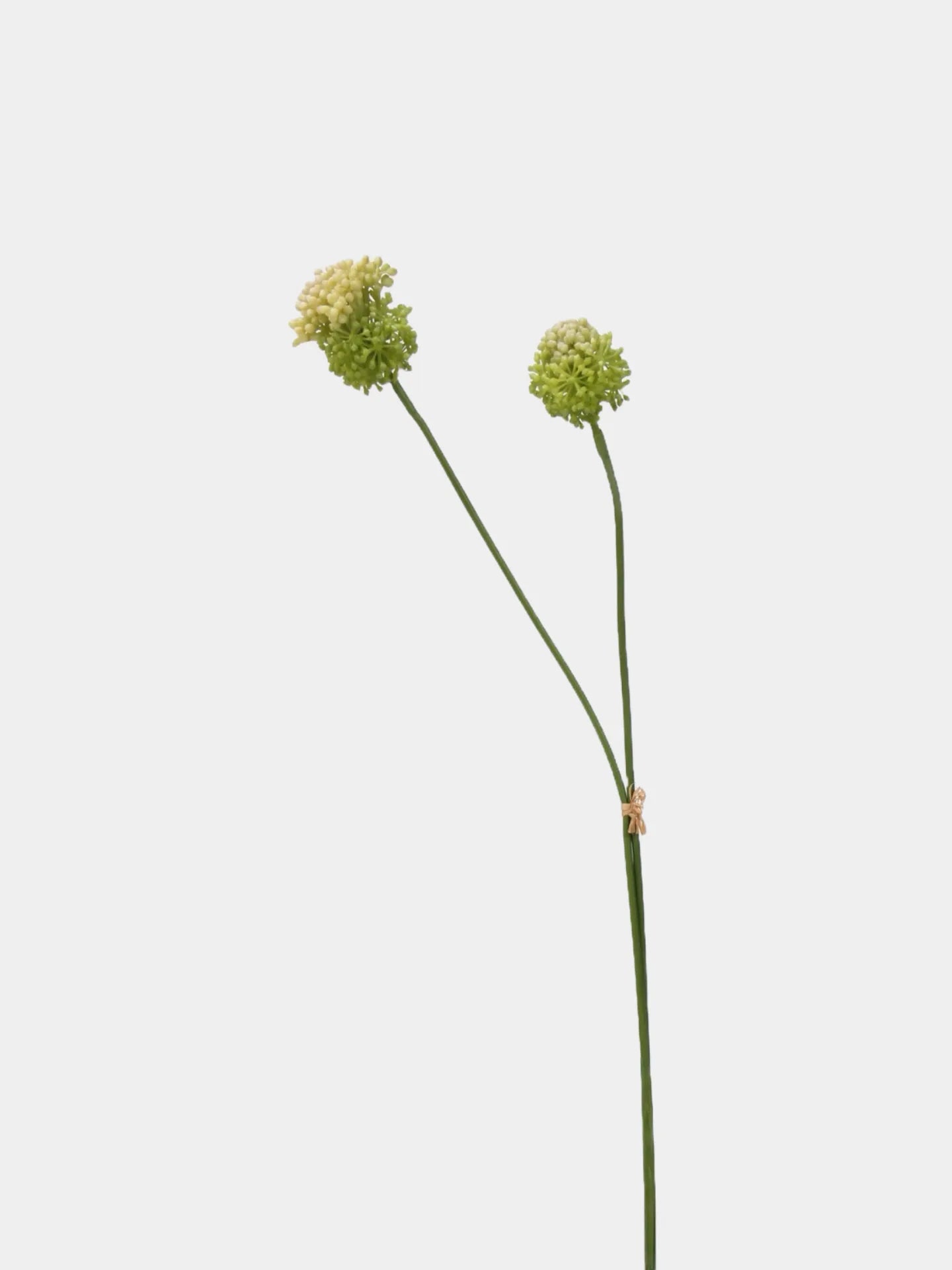 Faux Small Allium Bulbs – Green 27.7"