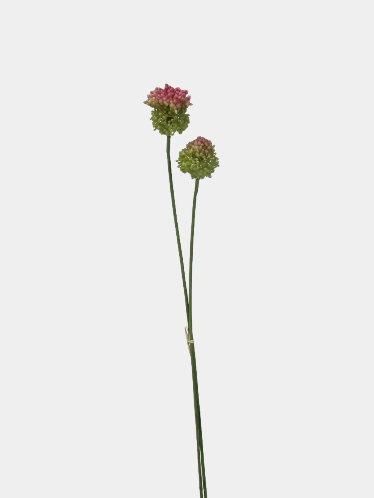 Faux Small Allium Bulbs – Green 27.7"