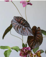 フェイク アロカシア エレファントイヤー リーフ ステム – バーガンディ 28インチ