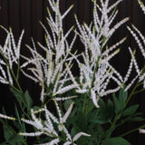 Faux Astilbe Spray – 27"