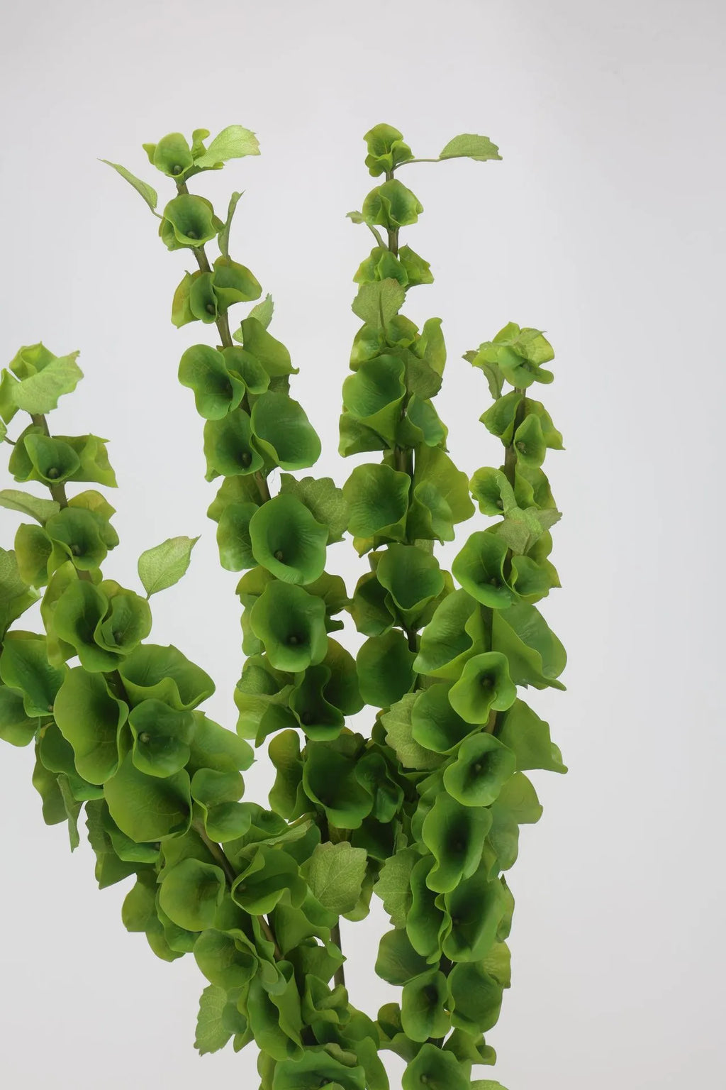フェイク アイルランドの鐘の花（Moluccella laevis）-95cm