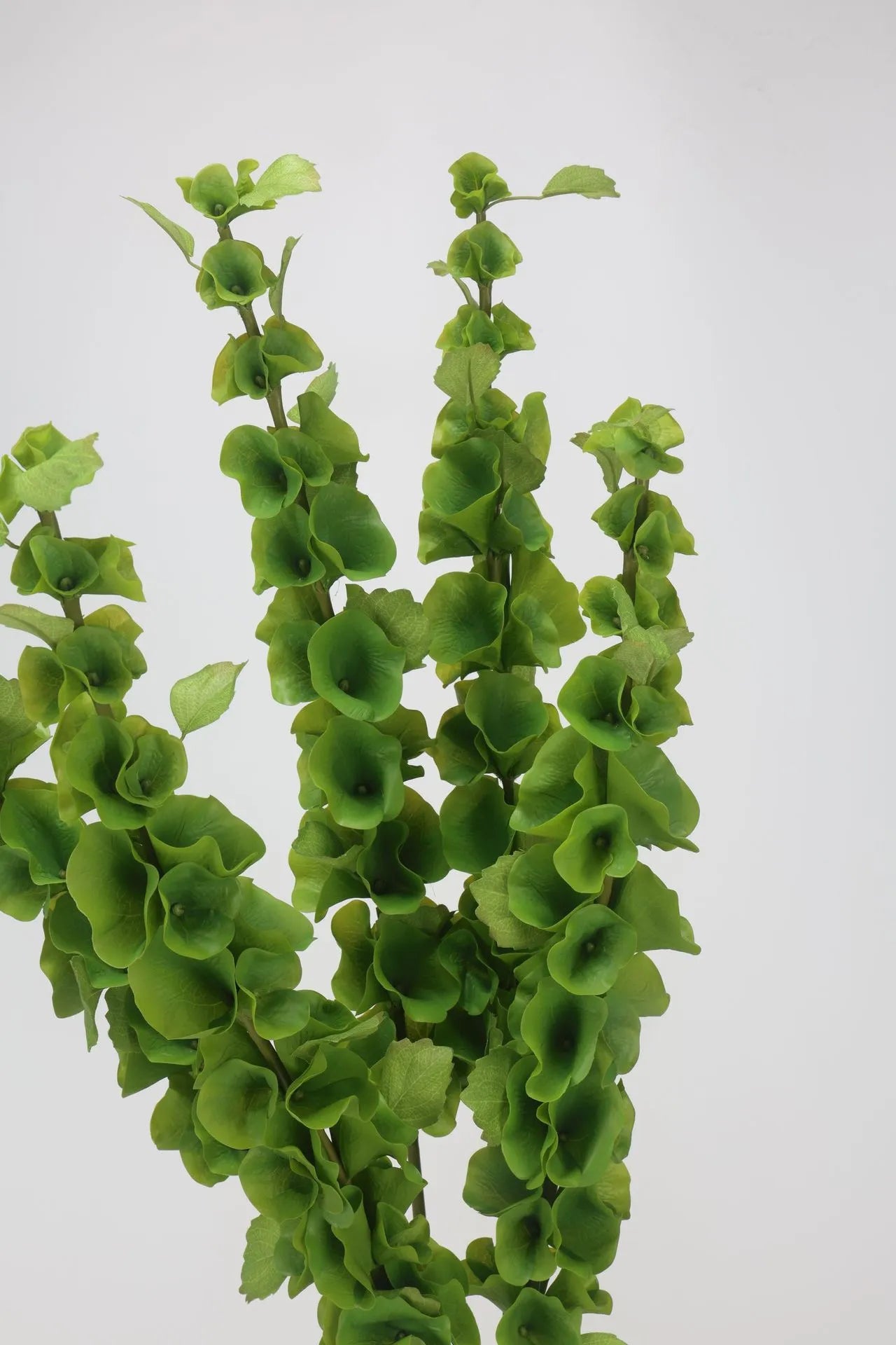 フェイクアイルランドのベルの花 (Moluccella laevis) - 37.4"