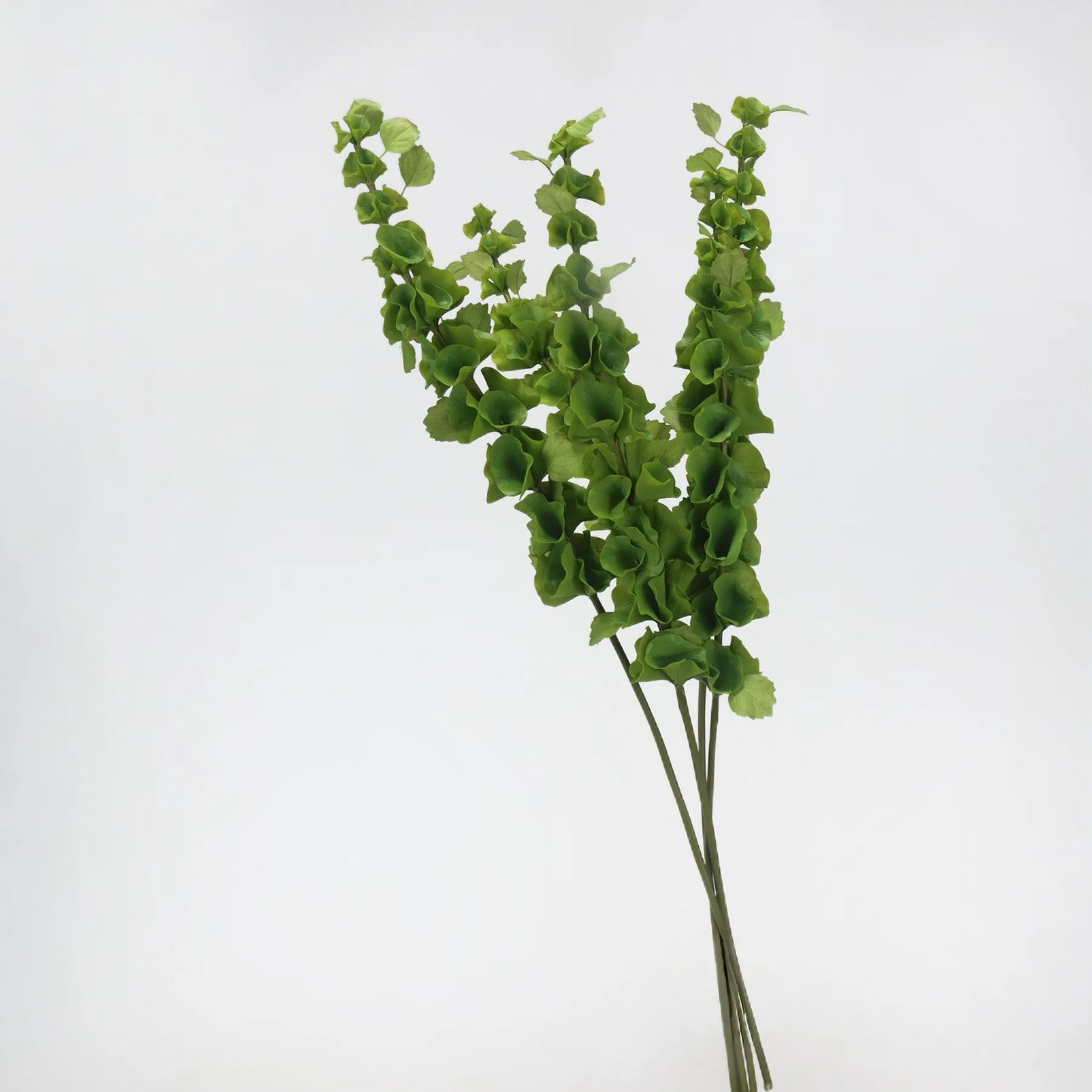 フェイクアイルランドのベルの花 (Moluccella laevis) - 37.4"