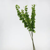 フェイクアイルランドのベルの花 (Moluccella laevis) - 37.4"