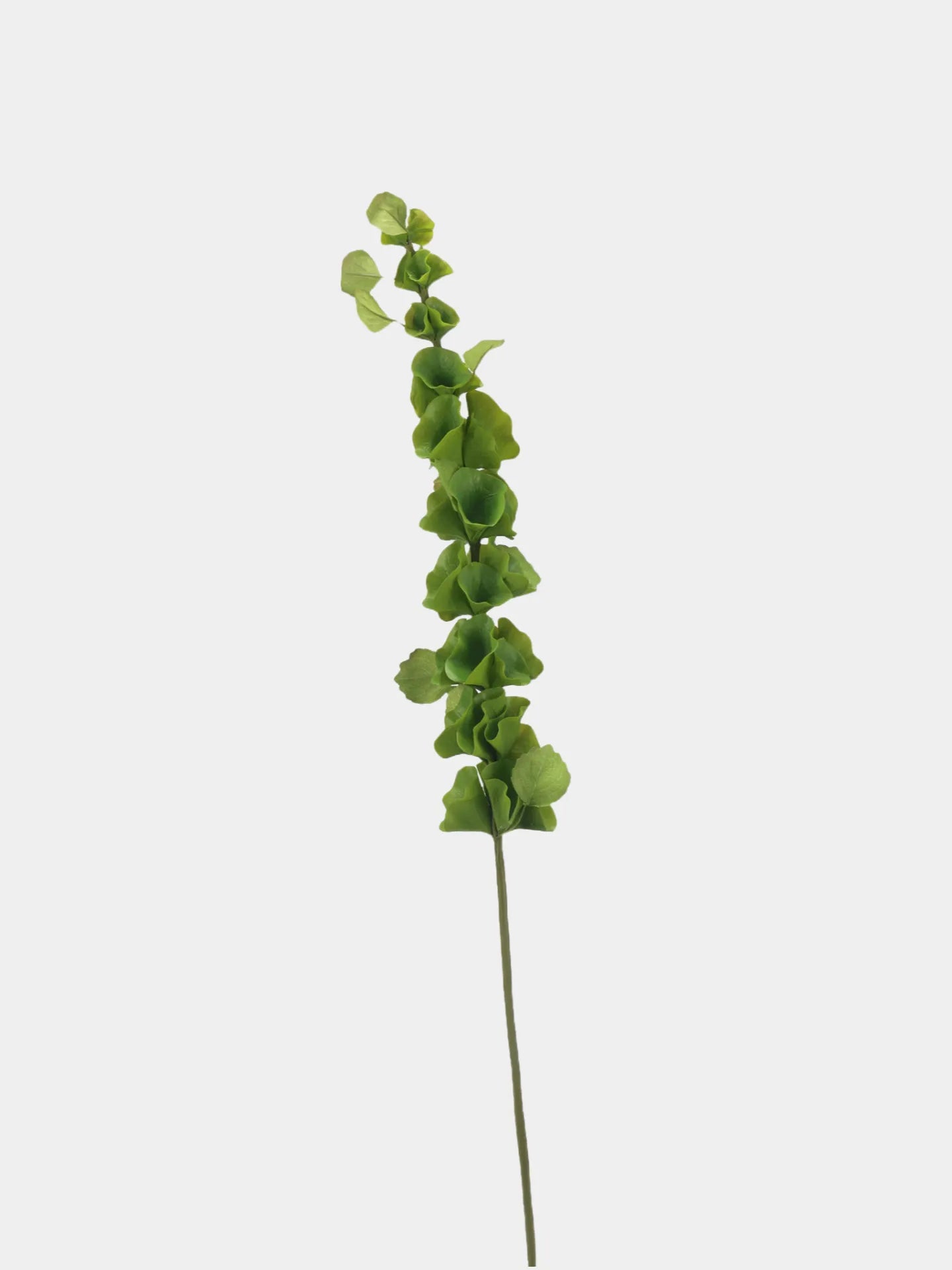 フェイクアイルランドのベルの花 (Moluccella laevis) - 37.4"