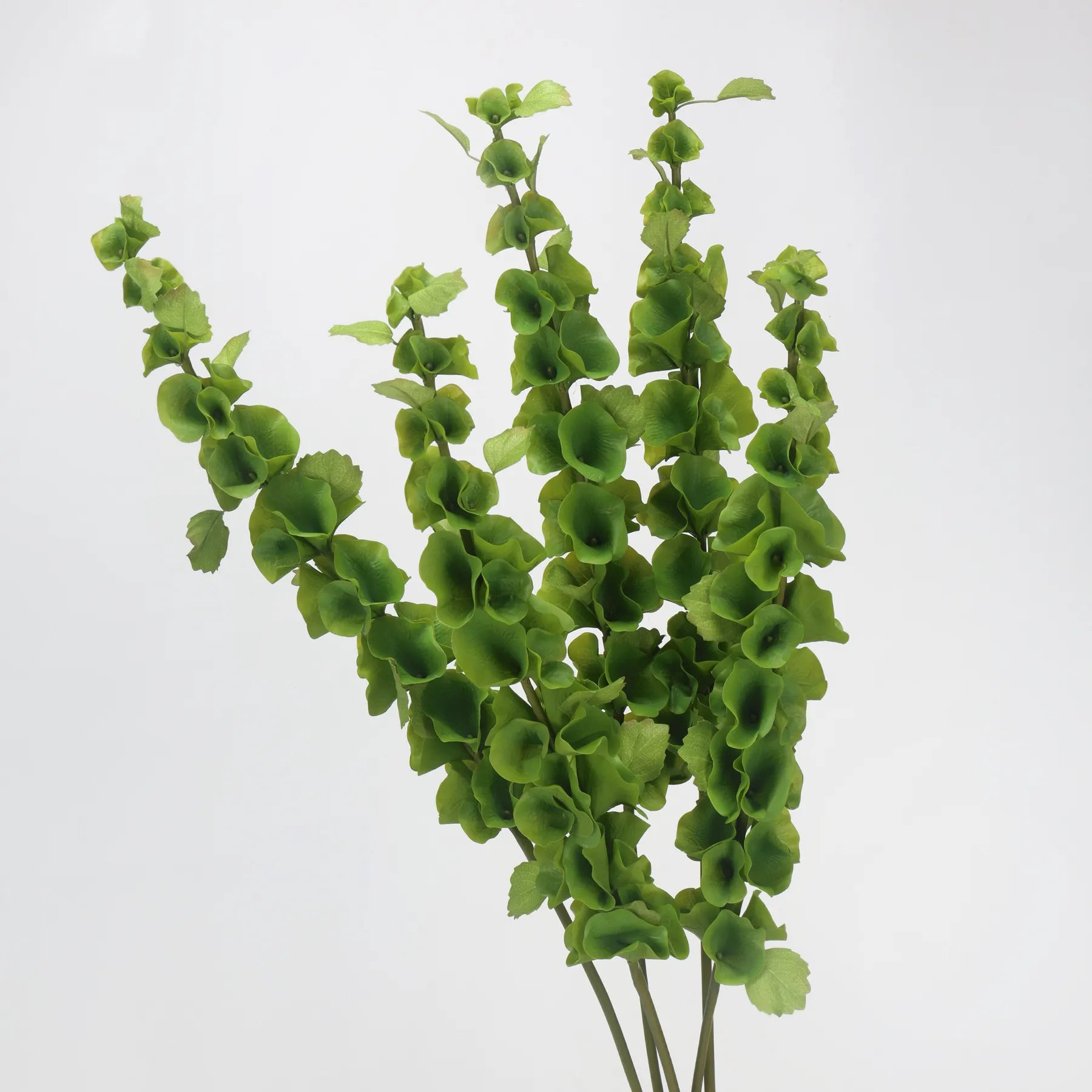 フェイクアイルランドのベルの花 (Moluccella laevis) - 37.4"