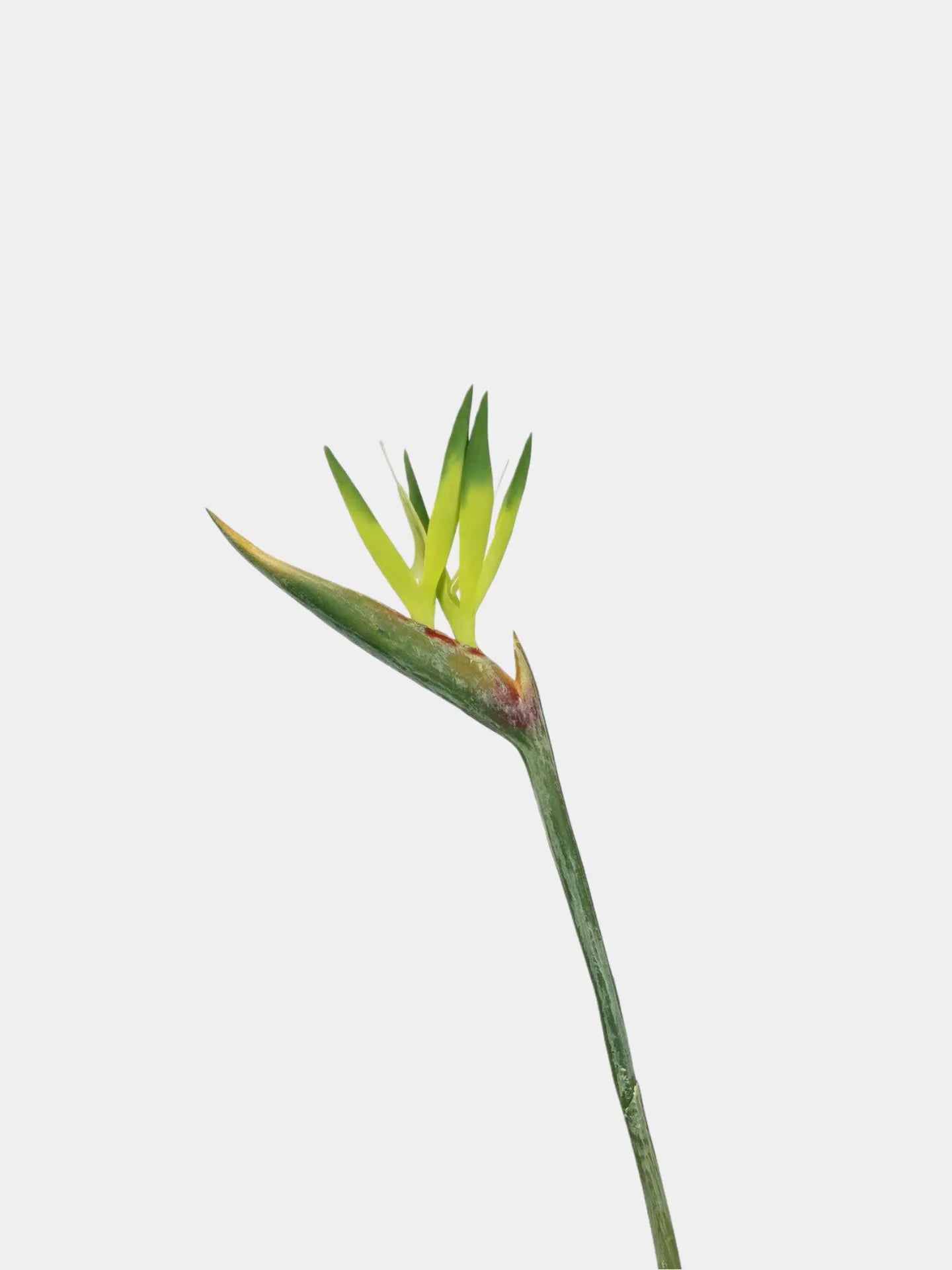 Faux Bird of Paradise Stem –31"