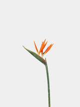 Faux Bird of Paradise Stem –31"