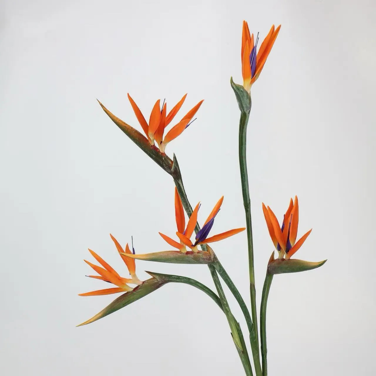 Faux Bird of Paradise Stem –31"
