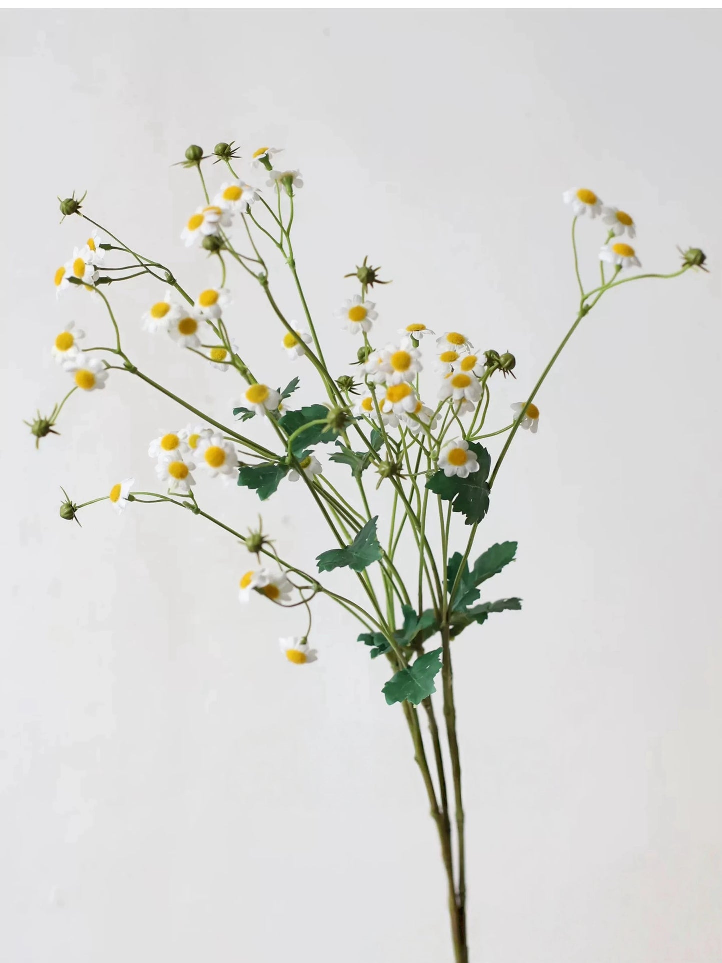 Falscher Kamillenblütenspray – 71 cm
