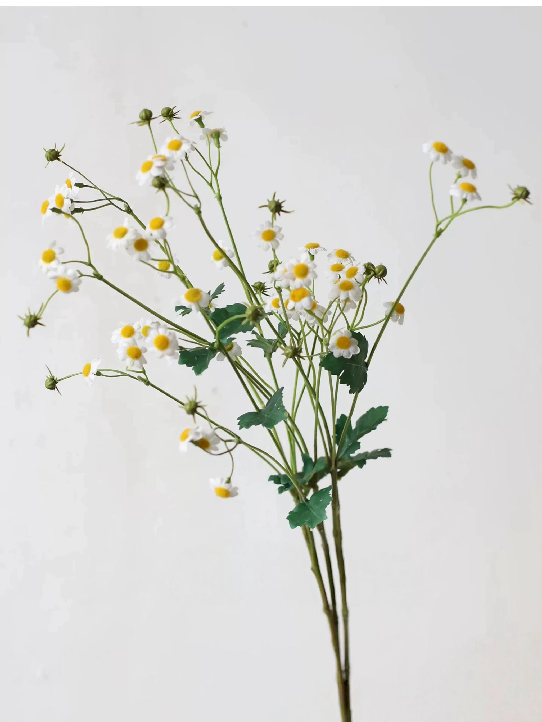 Falscher Kamillenblütenspray – 71 cm