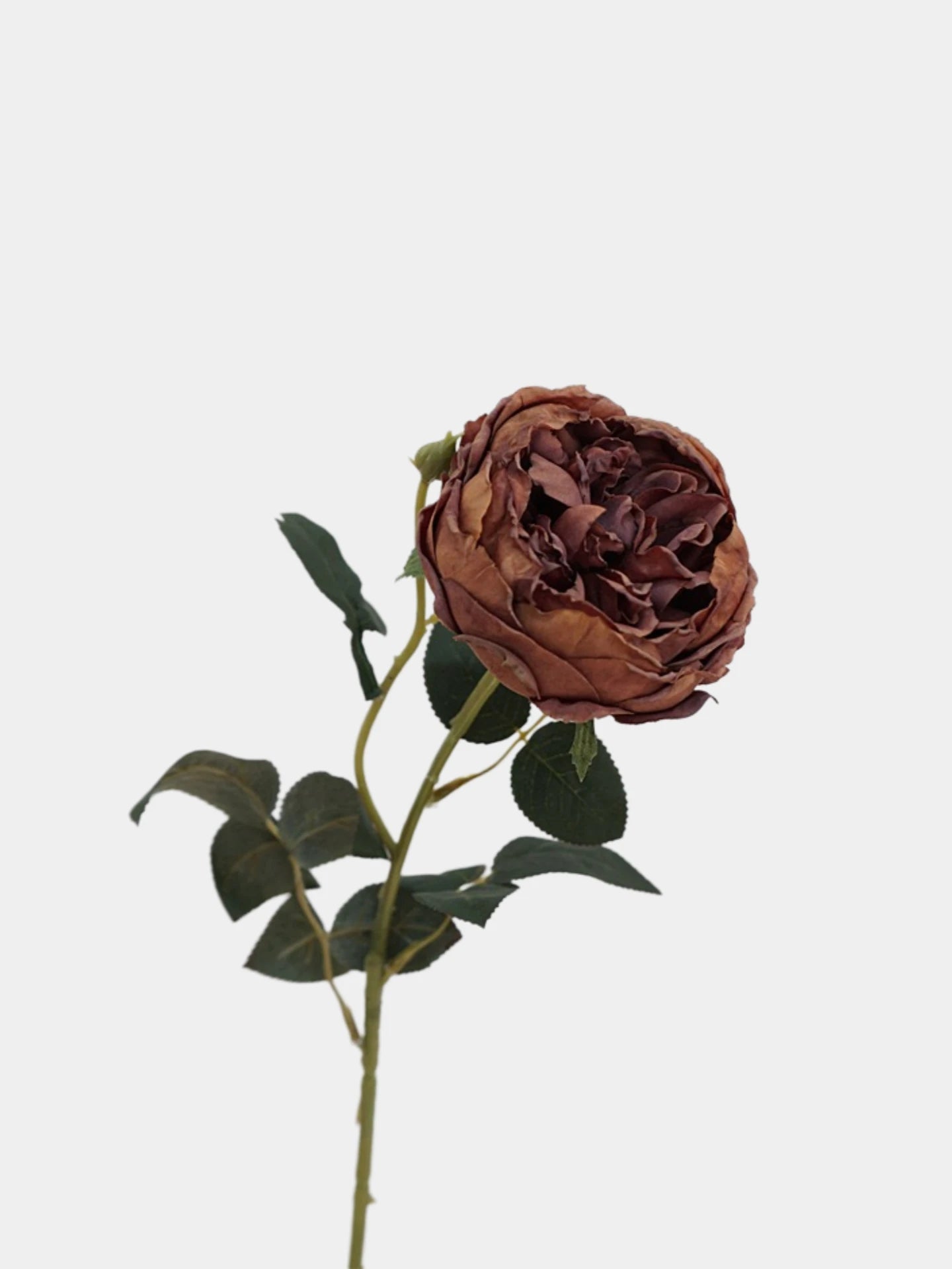 Faux Toasted Edge David Austin Rose – 24"