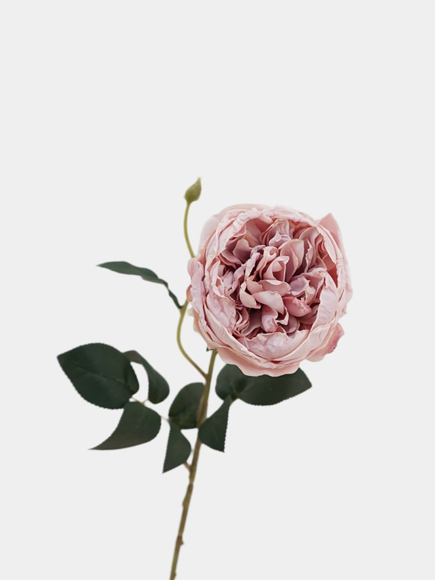 Faux Toasted Edge David Austin Rose – 24"