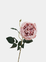 Faux Toasted Edge David Austin Rose – 24"
