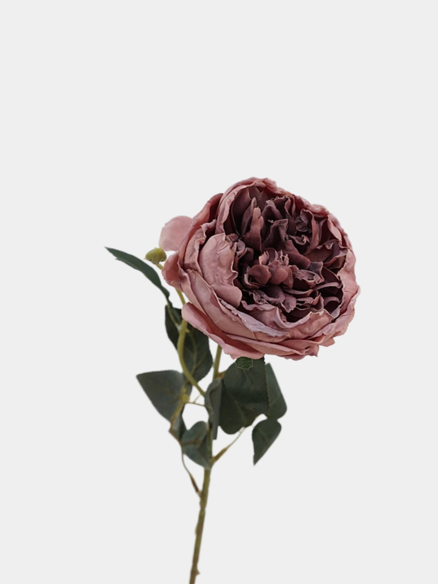 Faux Toasted Edge David Austin Rose – 24"