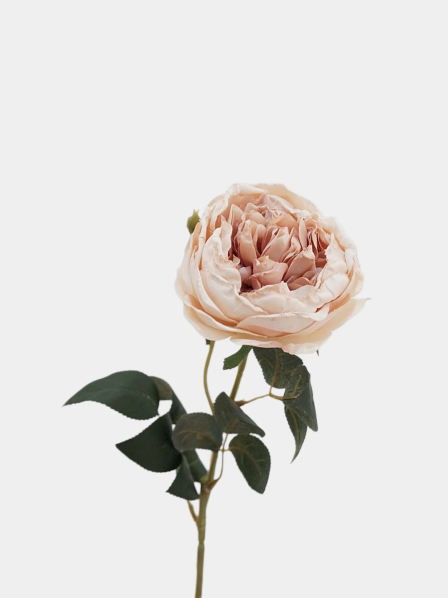 Faux Toasted Edge David Austin Rose – 24"