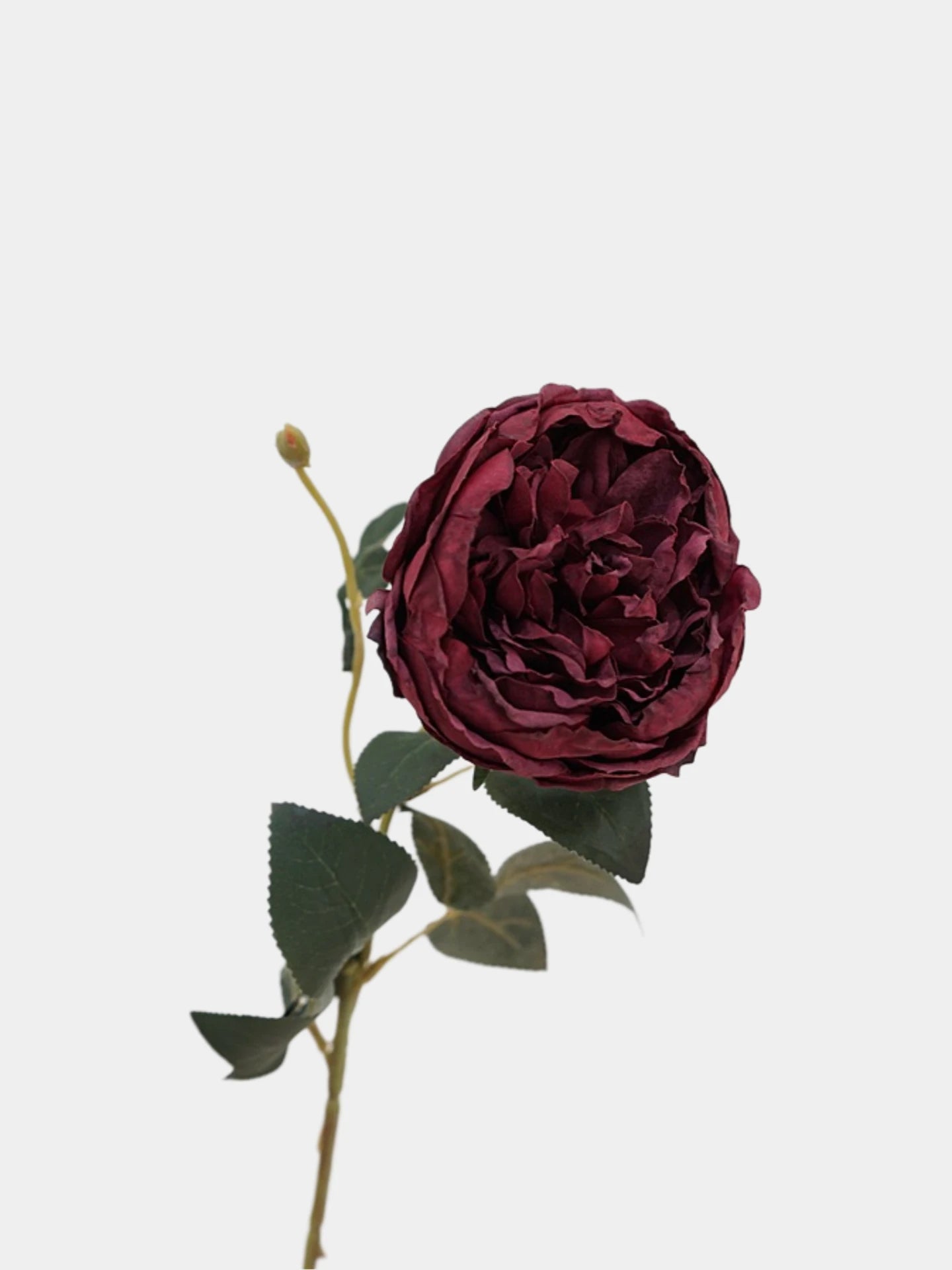 Faux Toasted Edge David Austin Rose – 24"