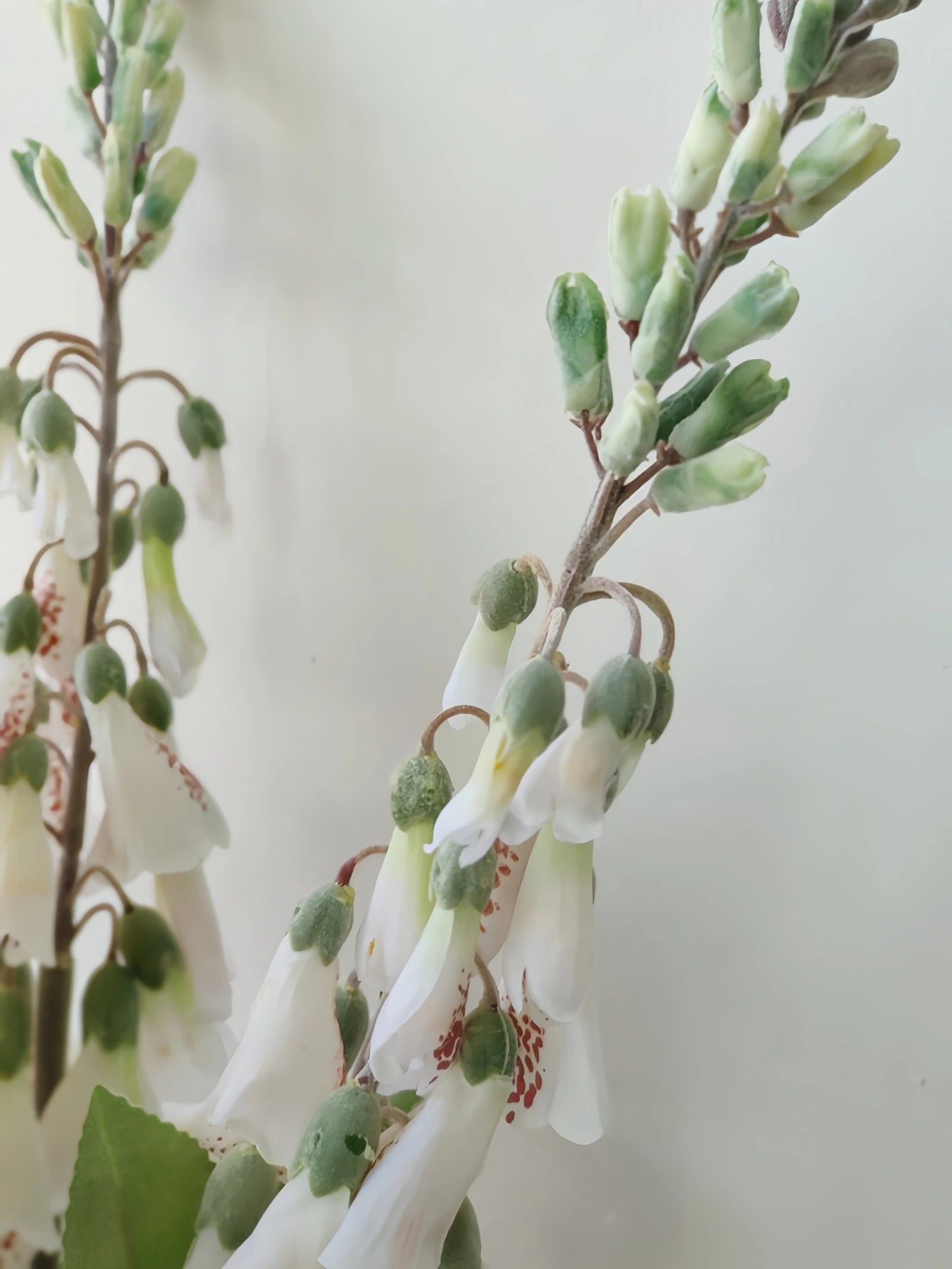 Faux Foxglove Flower Stem – 30"/75cm