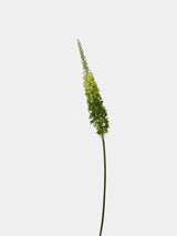 Faux Foxtail Lily Stem – 58"/ 147cm