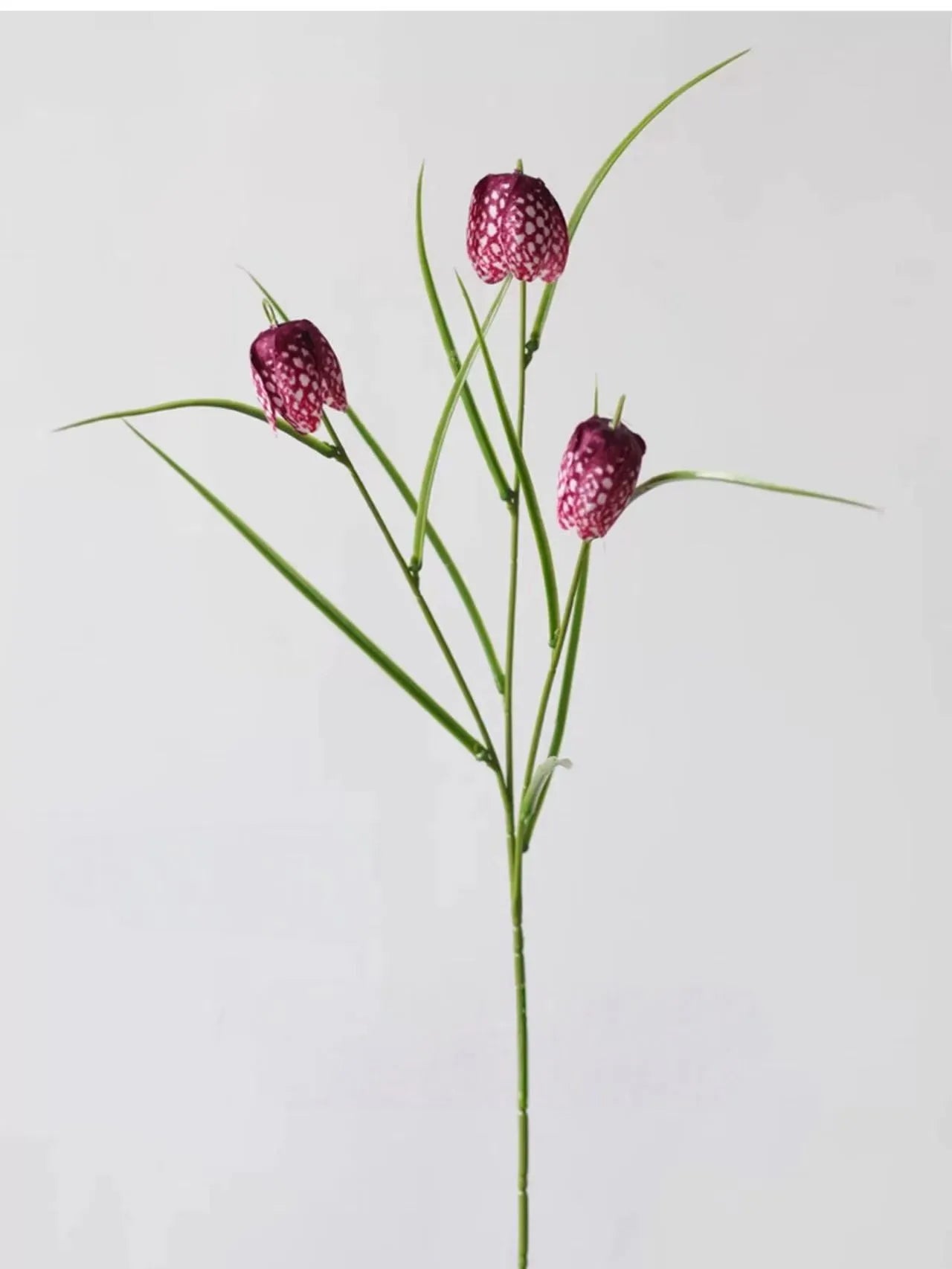 フェイクフリチラリアステム