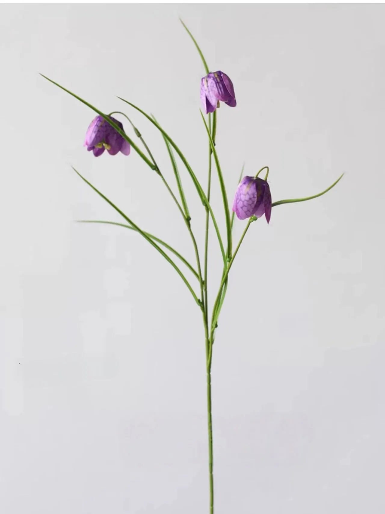 フェイクフリチラリアステム