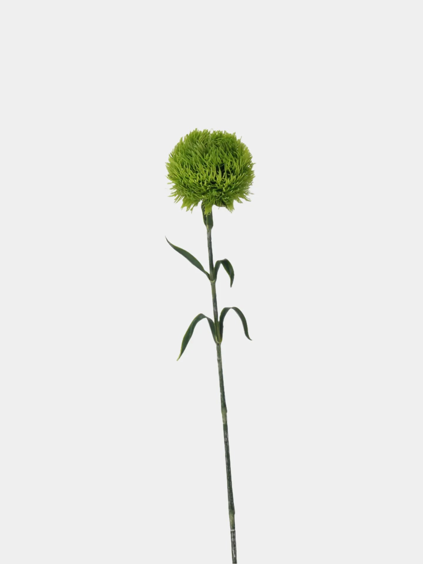 フェイク ダイアンタス バルバタス ステム – 55 cm リアリスティック アーティフィシャル グリーンery