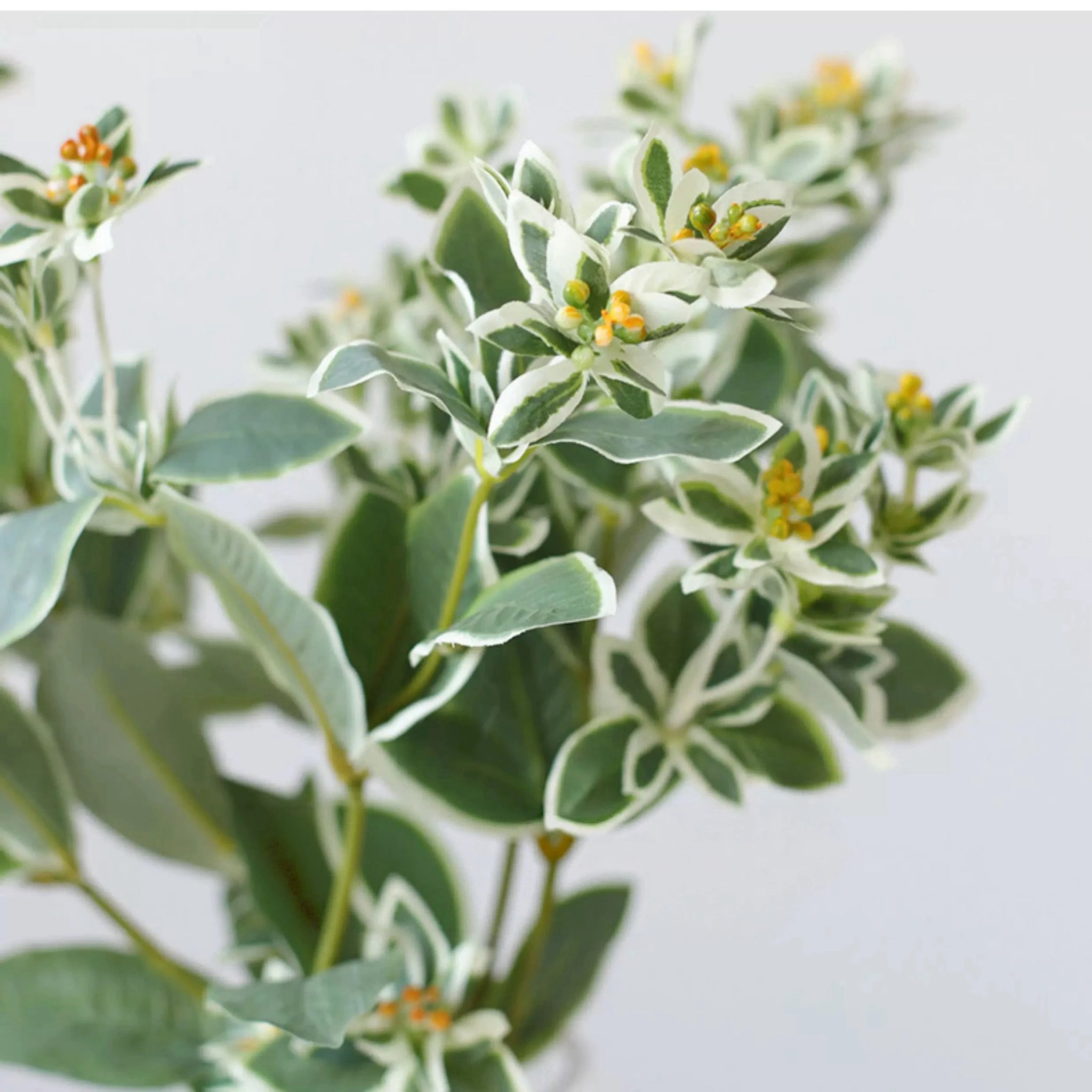 Faux Grennery Euphorbia Marginata Stem– 25.6"