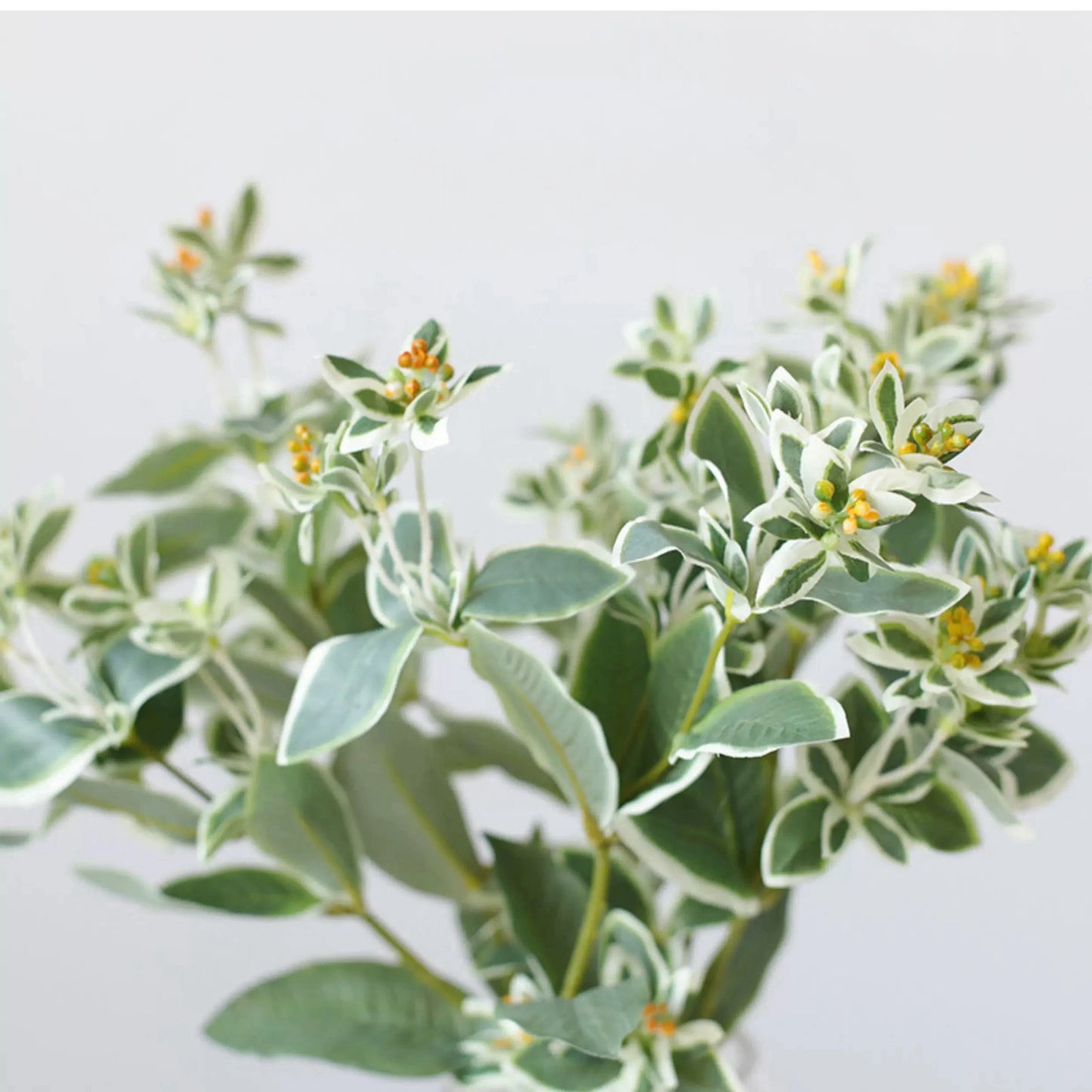 Faux Grennery Euphorbia Marginata Stem– 25.6"