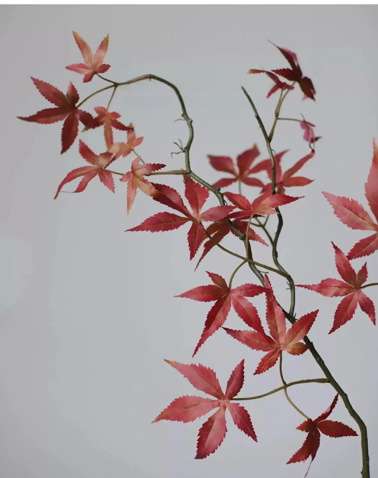 フェイク日本のカエデの枝