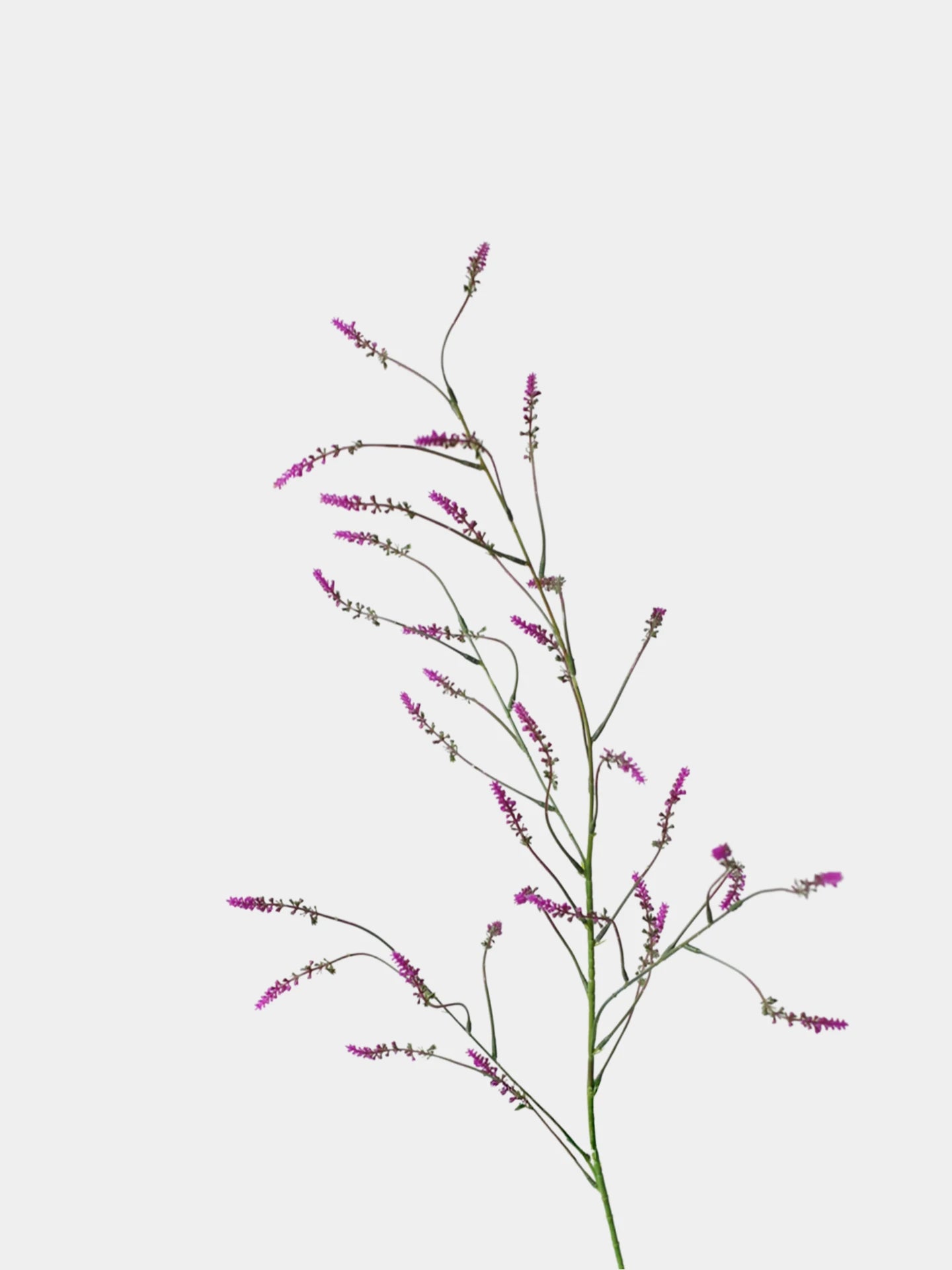 Falscher Knöterichspray – 119 cm