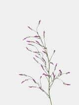 Falscher Knöterichspray – 119 cm