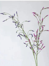 Falscher Knöterichspray – 119 cm