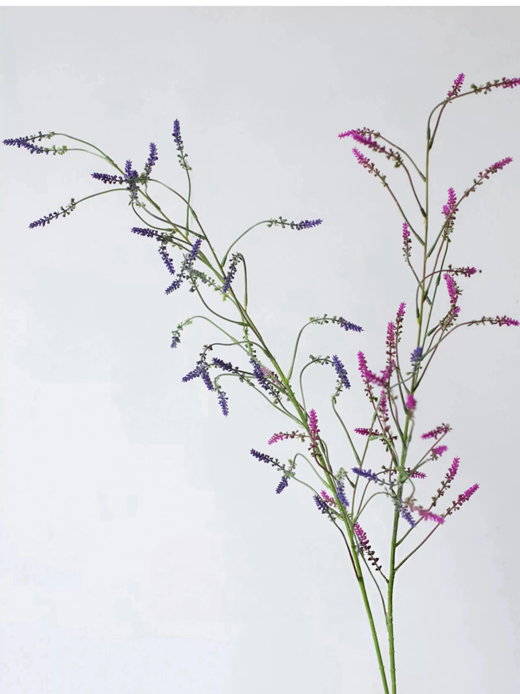 Falscher Knöterichspray – 119 cm